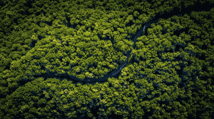 Organic Carbon
